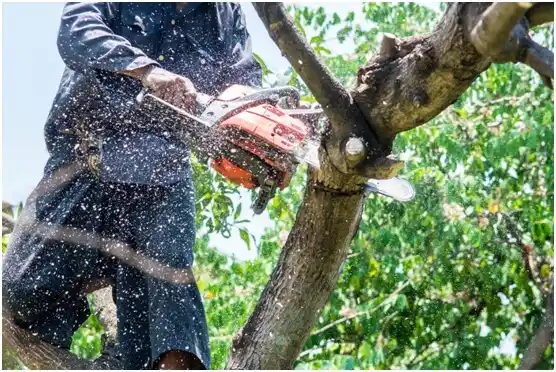 tree services Brushy Creek